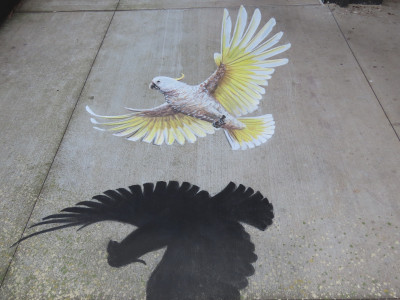 Cockatoo Wyndham Woodville Ulla Taylor art